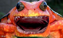 Hell Frog's Avatar