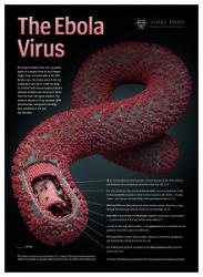 The Ebola Virus's Avatar